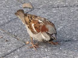 Why City Birds Might Like Us To Think