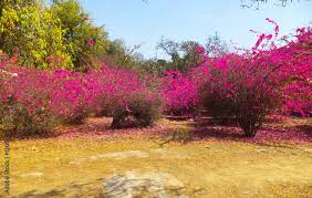 Buddha Garden New Delhi Stock Photo