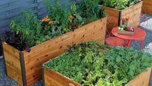 Best Materials For Raised Beds