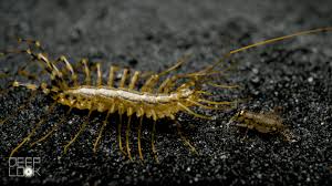 The House Centipede Is Fast Furious