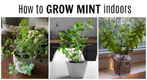 How To Grow Mint Indoors 3 Growing