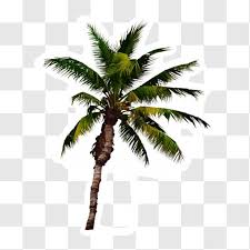Palm Tree With Text Overlay Png