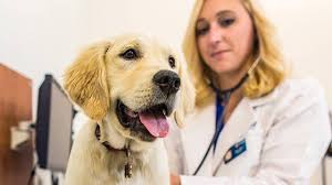 Veterinary Technician At Banfield Pet