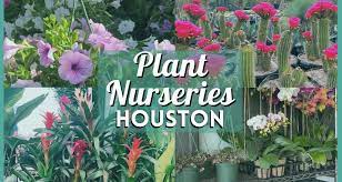 Nurseries Houston 10 Best Places For