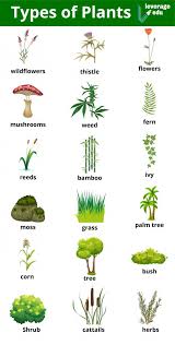 Plants Types Of Houseplants
