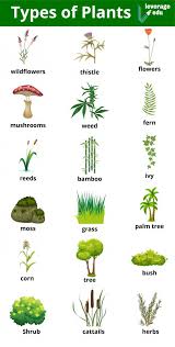 Types Of Plants