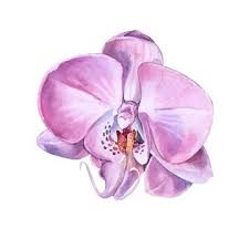 Watercolor Pink Orchid Flower Isolated