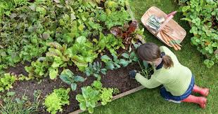 The Best Raised Garden Beds For Plants