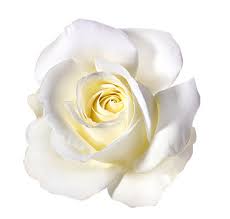 White Rose Images Browse 7 286 146