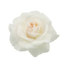 White Rose Images Browse 7 286 146