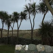 Palm Trees In Ireland Science