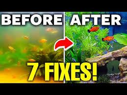 7 Reasons For A Cloudy Fish Tank And