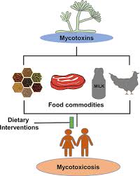 Food Mycotoxins Dietary Interventions