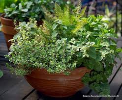 How To Grow Herbs In Indoor Containers
