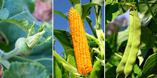 Plant Corn Squash Beans Together