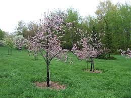 Growing Stone Fruits In The Home Garden