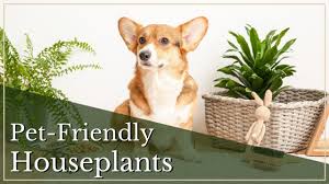 Pet Safe Plants For Cats And Dogs