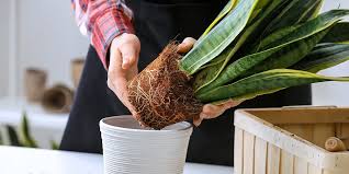 A Guide To Advanced Indoor Plant Care