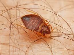 New Jersey S Ultimate Guide To Bed Bugs