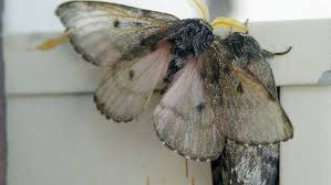 Giant Moths In Oregon People Should