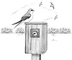 Tree Swallows Guard Their Nesting Box