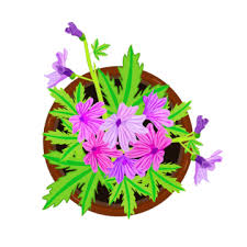 Top View Plant Vector Art Png Images