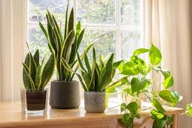 Four Pretty Houseplants That Can Keep