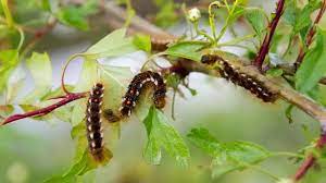 Toxic Caterpillars