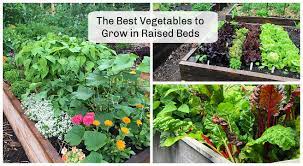 Best Vegetables To Grow In Raised Beds