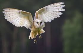 How The Big Freeze Is Putting Barn Owls