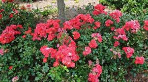 Plant Roses Now Here S How To Choose