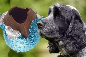 Easter Chocolate Is Poison To Your Dog