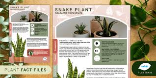 Houseplant Fact File Snake Plant
