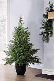 The 3ft Cairngorm Pine Potted Tree