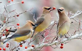 Garden Birds To Spot In Winter