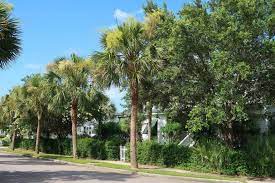 12 Best Cold Hardy Palm Trees For Your