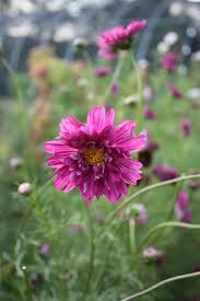Growing Cosmos For Fl Design The