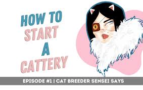 How To Start A Breeding Cattery