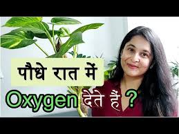 Oxygen Plants Myths Truth Facts
