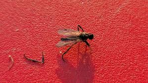 Fungus Gnats Making Their Presence