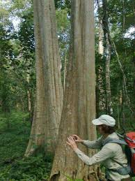 Ratanakiri Banlung Nature Trekking Tours