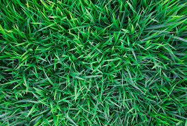 An Introduction To Kikuyu Grass