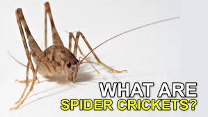 Spider Crickets That Jump At You Are