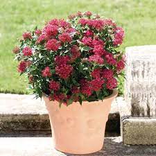 Bright Red Penta Outdoor Flowers