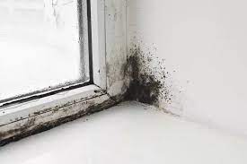 Remove Black Mould As Summer Heat