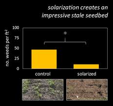 Soil Solarization