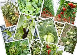 Balcony Vegetable Gardening For Beginners