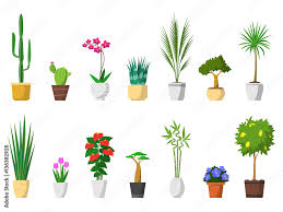 Big Set Of Decorative House Plants With
