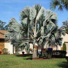 Fan Palms 101 How To Grow And Care For
