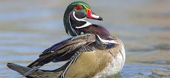 A Good Day For Ducks Beautiful Results